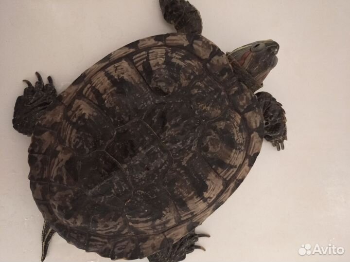 Черепаха водная