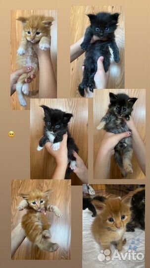 Котята мейн-кун