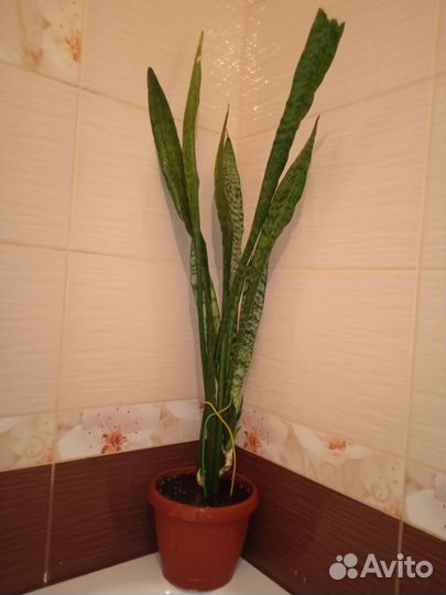 Сансевиерия