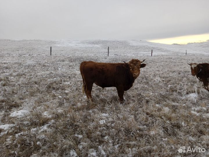 Быки на мясо