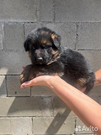 Щенки немецкой овчарки