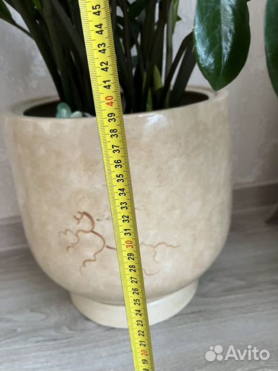 Замиокулькас