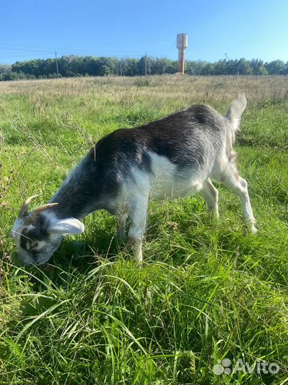 Коза заанинская