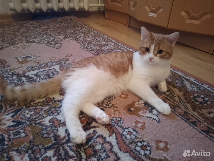 Кот, 9 месяцев