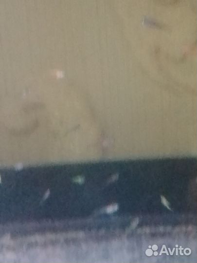 Аквариумные улитки