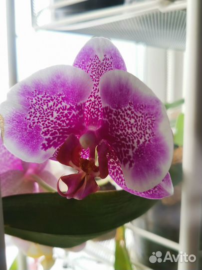 Орхидея I-Hsin Stacy