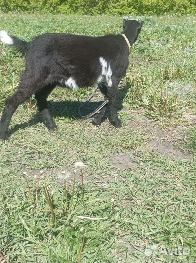 Козлик Ламанча