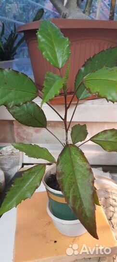 Адениум, гибискус