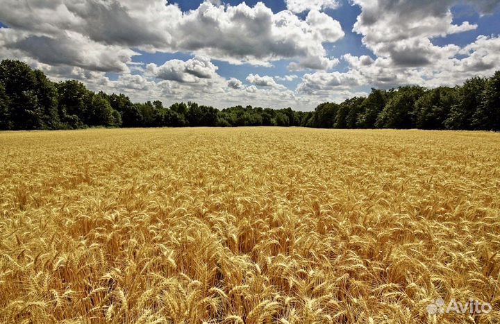 Инвестиции, 30 процентов прибыль