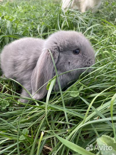 Кролик французский баран