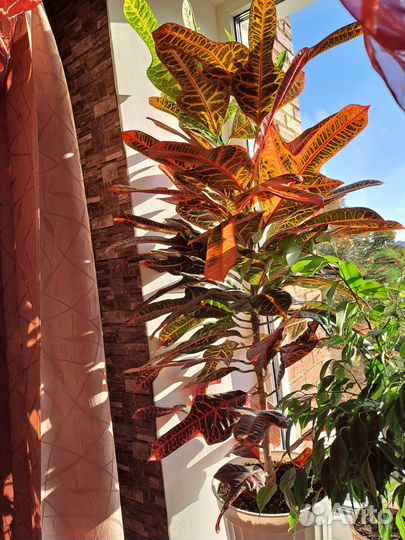 Кротон, лимон, пальма