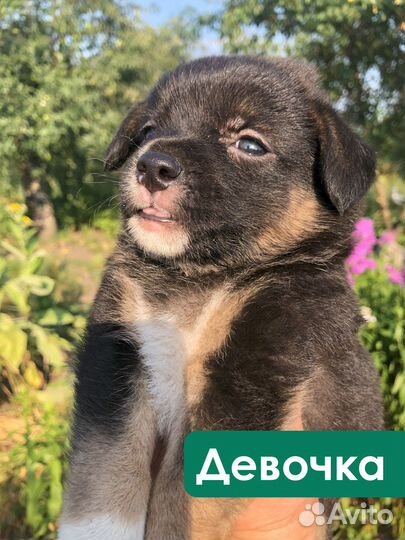 Щенки в добрые руки