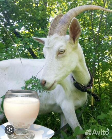 Козье молоко