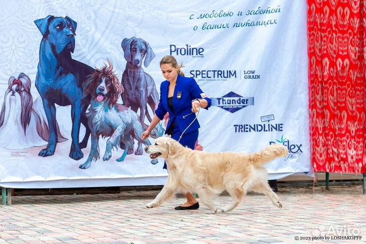 Вязка, кобель, золотистый ретривер