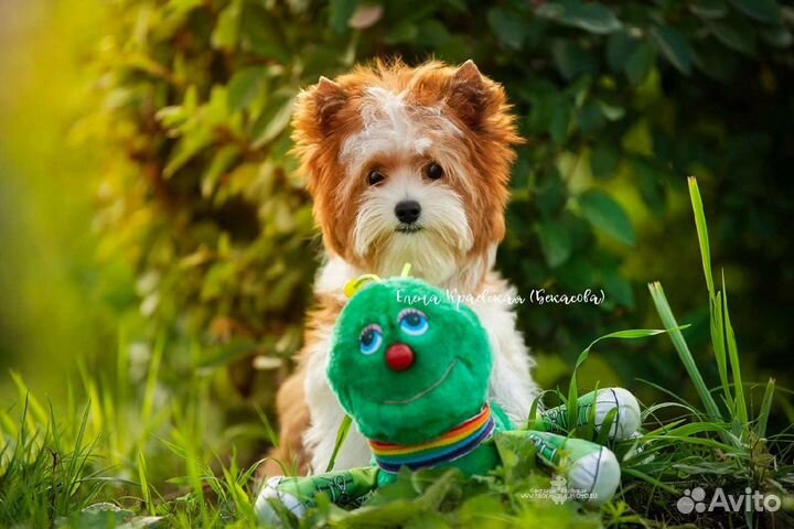 Питомник Щенки Оформление документов