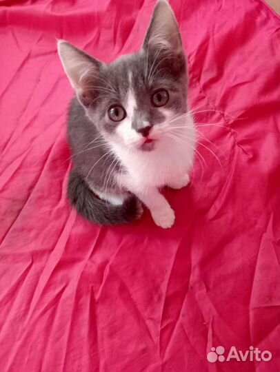 Три сестрёнки от кошки крысоловкиКошка