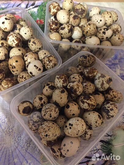 Яйца перепелиные домашние