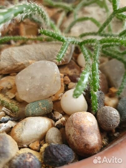 Древесный кактус рипсалис