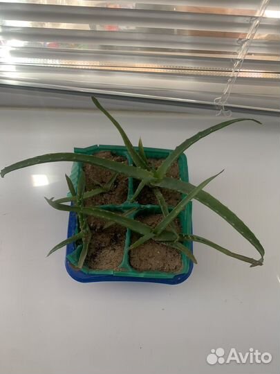 Молочай трехгранный, Эуфорбия, Аллоэ