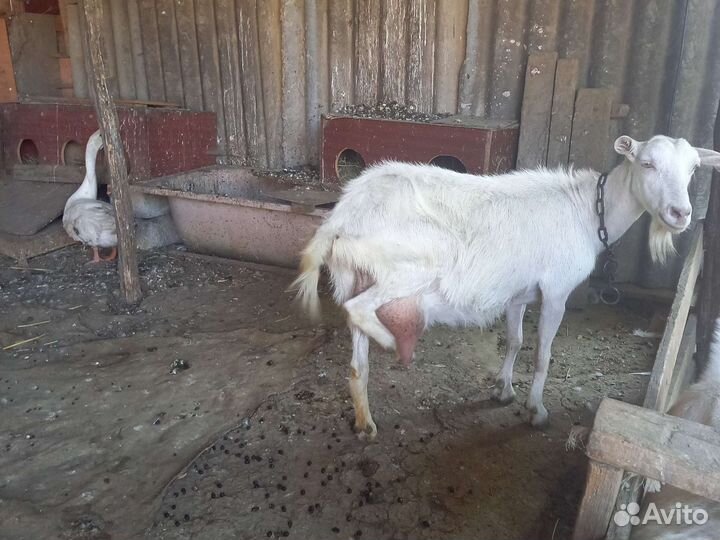 Коза дойные