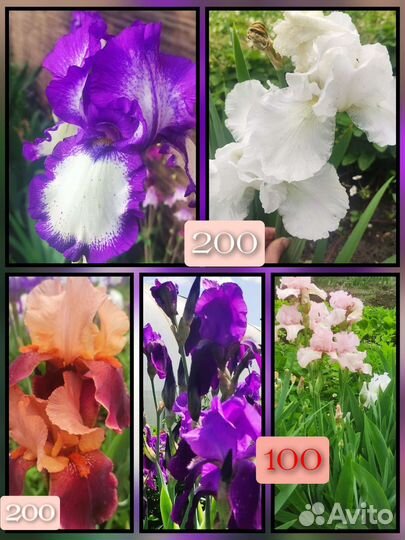 Ирисы сортовые
