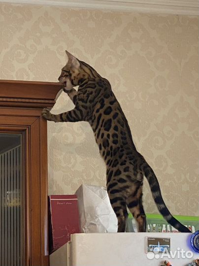 Бенгальский кот вязка