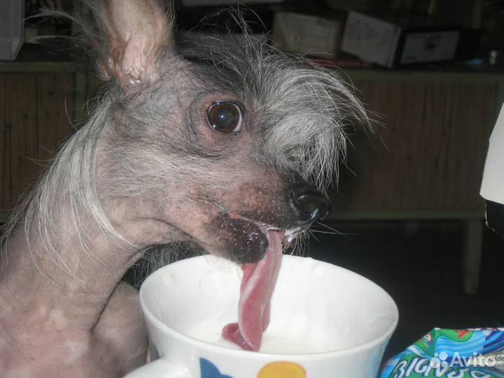 Китайская голая хохлатая