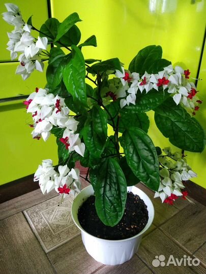 Клеродендрум