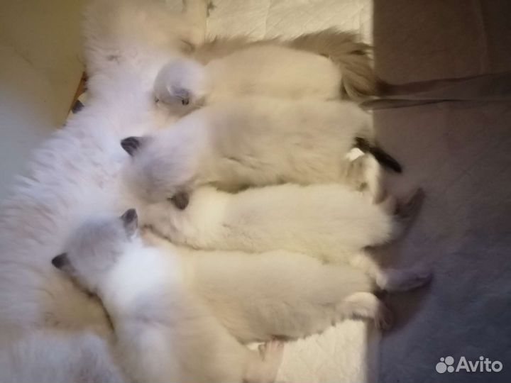 Новые котята рэгдолл из домашнего питомника