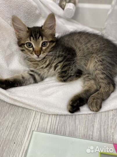 Котик с прививками