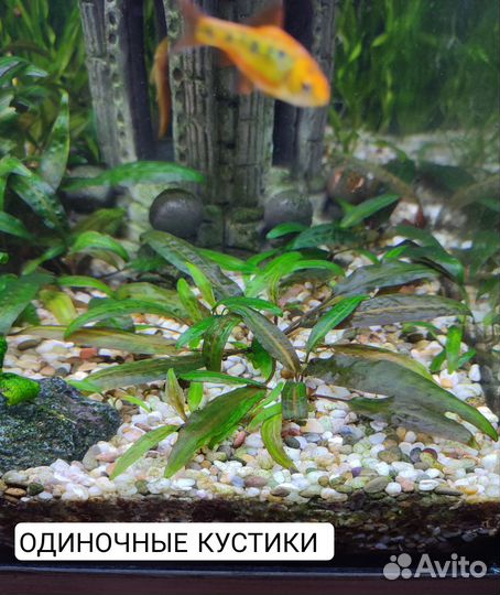 Аквариумное растение криптокорина
