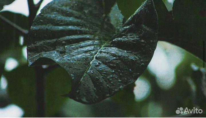 Зеркальный фотоаппарат canon 40D EOS