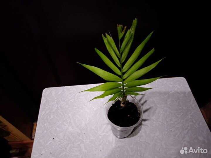 Домашние растения