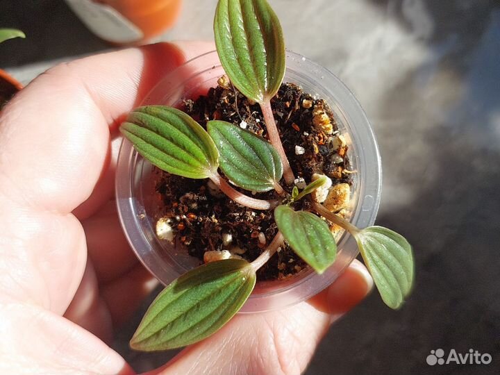 Пеперомия Россо