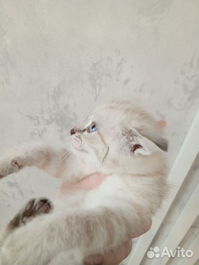 Британские котята