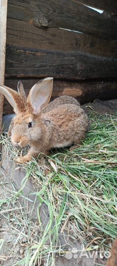 Кролики породы фландр