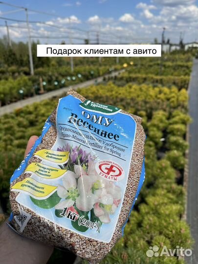 Сосна горная пумилио