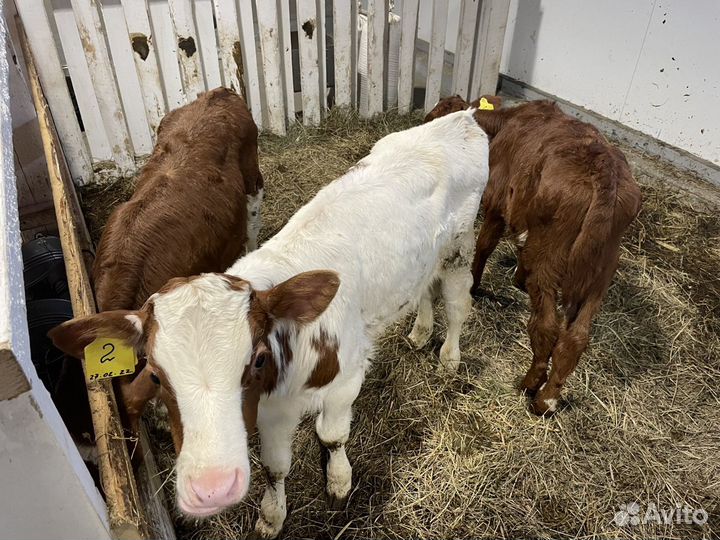 Нетели, бычки, телки