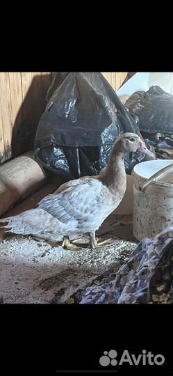Продам уток