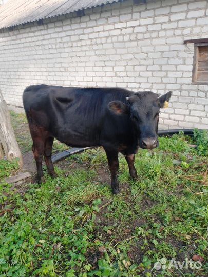 Тёлочка 9 месяцев