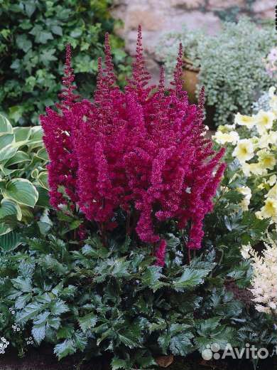 Астильбы сортовые (часть 2)