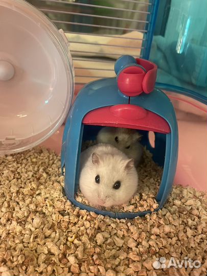 Джунгарские хомяки с клеткой