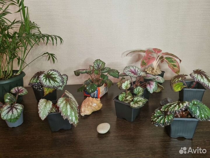 Бегонии декоративнолиственные