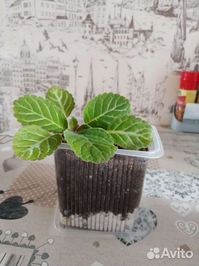 Цветы
