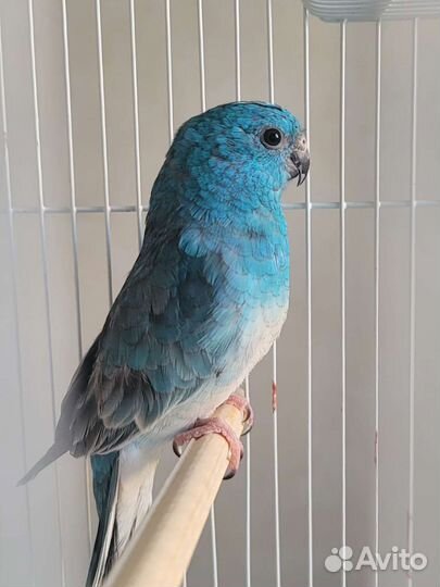 Певчий попугай