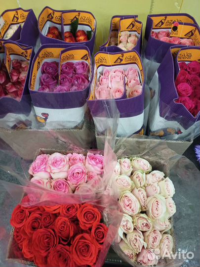 Свежие розы, Премиум розы из Эквадора