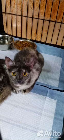 Помогу Вам найти собачку/кошечку/щенка/котенка