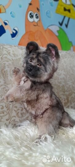 Щенки на заказ