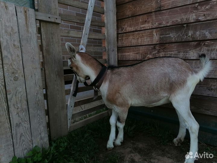 Альпийская козочка