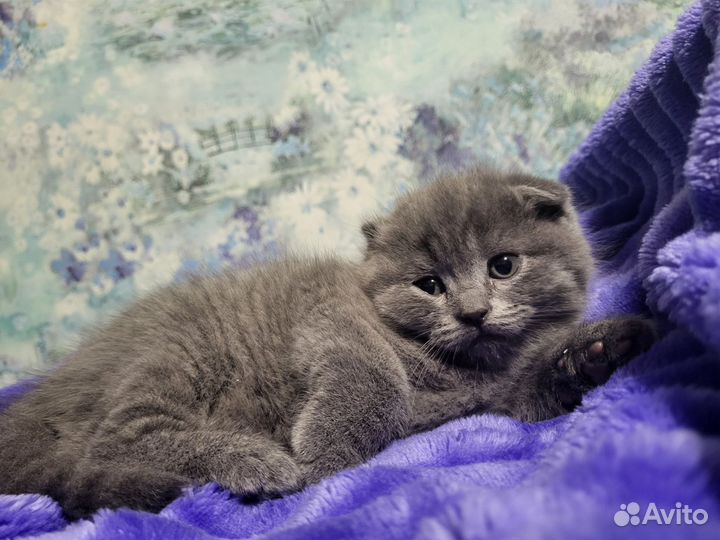 Шотландские котята